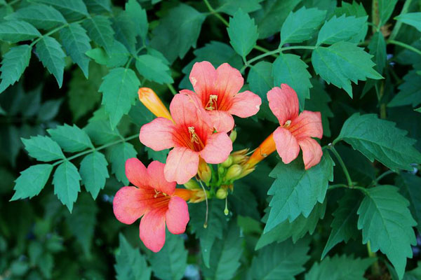 炮仗花就是凌霄花嗎？