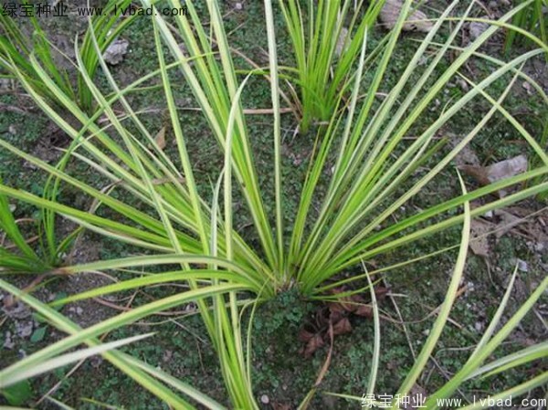 菖蒲會(huì)開(kāi)花嗎