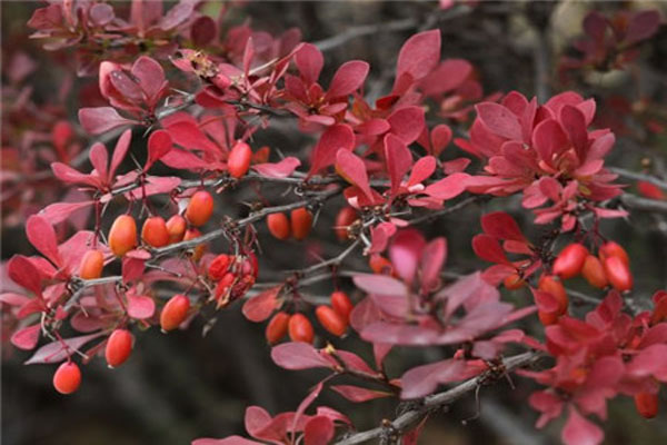 紅葉小波冬天落葉嗎？