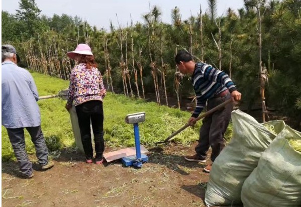 佛甲草什么時候播種