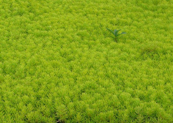 屋頂草坪用什么草好