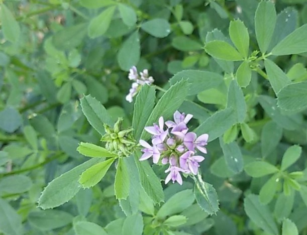 紫花苜蓿草種植時(shí)間