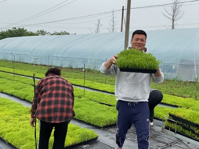 佛甲草多少錢(qián)一平