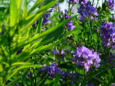 紫花苜蓿草種植時間