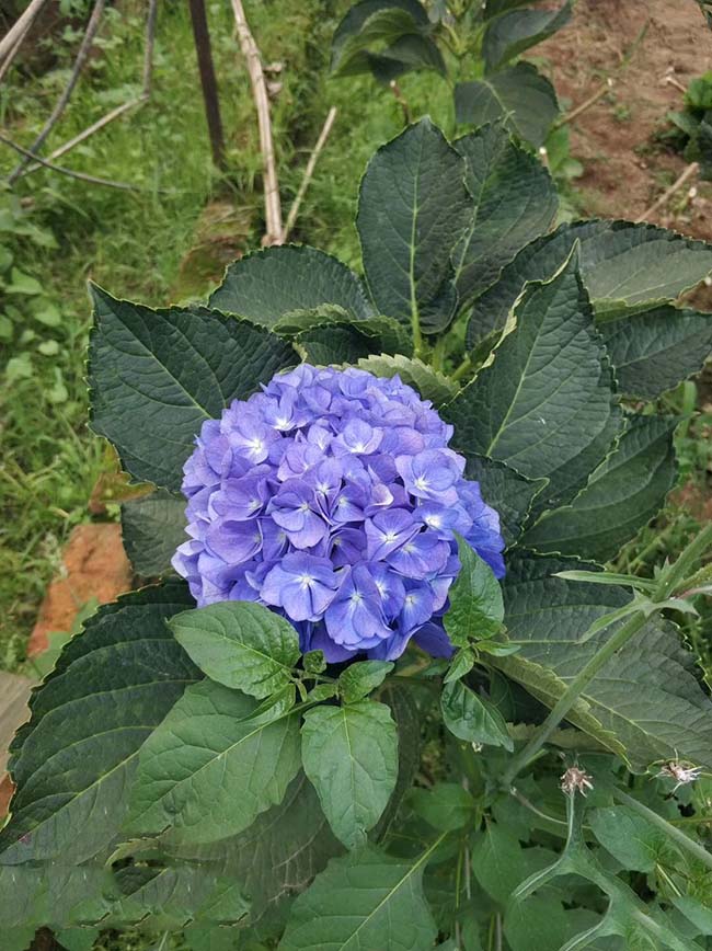 繡球花