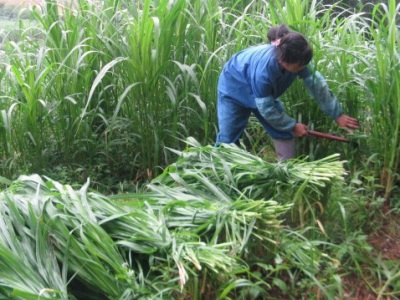 象草與皇竹草哪個(gè)好