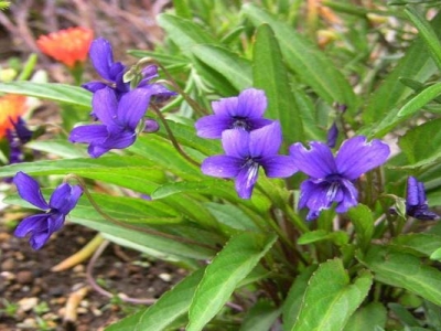 紫花地丁夏天開花嗎？