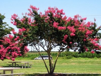 夏天紫薇樹能種植嗎？