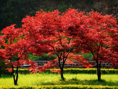 紅楓夏天可以移栽嗎？