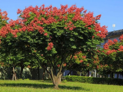 欒樹六月可以種植嗎？