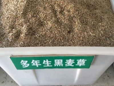 黑麥草夏季能播種嗎伏天