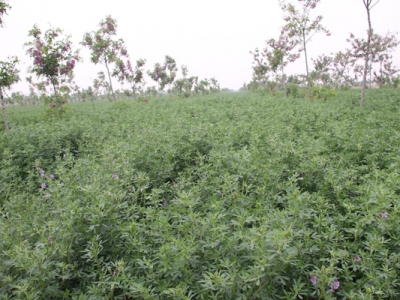 山東地區(qū)適合種植哪些牧草