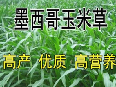 黑山羊喜歡吃什么牧草