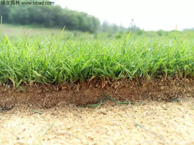 草坪種植一平方米需要多少錢？