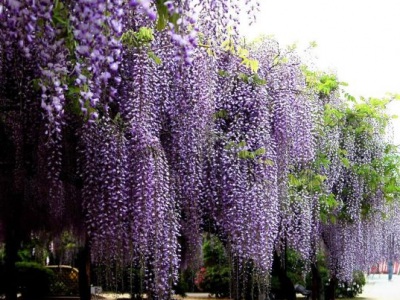 紫藤花秋天開花嗎