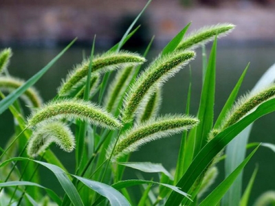 狗尾巴草的花是什么樣子的？