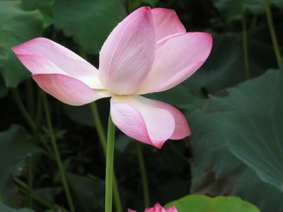 6月份種荷花能開花嗎