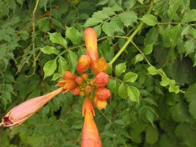 凌霄花北方可以種植嗎？