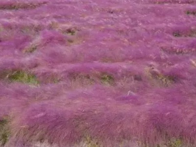 粉黛亂子草是幾月份開花？