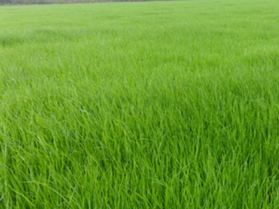 雨季種植草籽用水泡嗎？