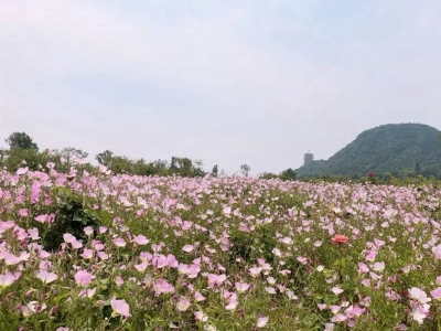 美麗月見(jiàn)草一年開(kāi)幾次花呢