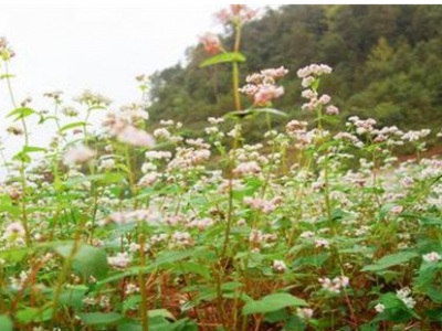 江西8月份可種植蕎麥嗎？