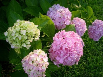 繡球花一年四季都開花嗎？