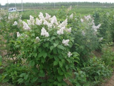 夏季移栽丁香樹(shù)需要剪嗎?