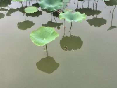 東北有荷花嗎？