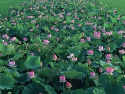 荷花當(dāng)年種能開花嗎