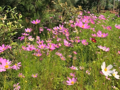 北方室外多年生草本花卉呢？