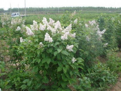 丁香花夏季能移栽嗎？