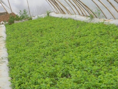 玫瑰花夏季能移栽嗎