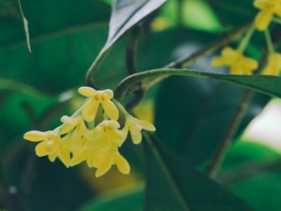 桂花種子幾月份播種怎樣種？