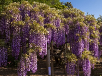 紫藤花根系發(fā)達嗎