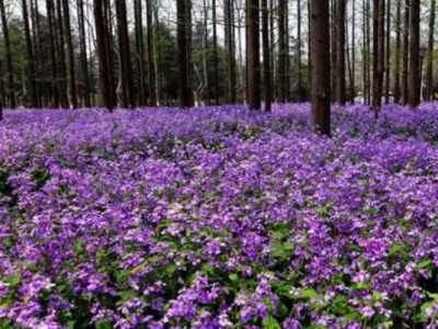 二月蘭夏天開(kāi)花嗎？