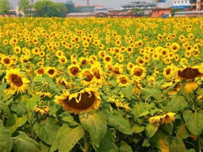 向日葵7月份可以種植嗎？