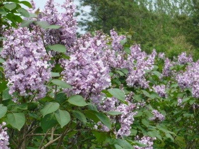 紫丁香和丁香花是同一種花嗎？