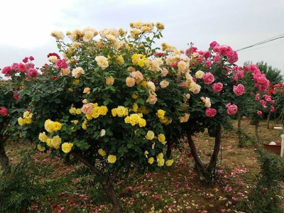 樹狀月季花樹北方能種植嗎？