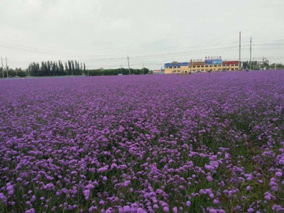 柳葉馬鞭草10月可以開(kāi)花么？