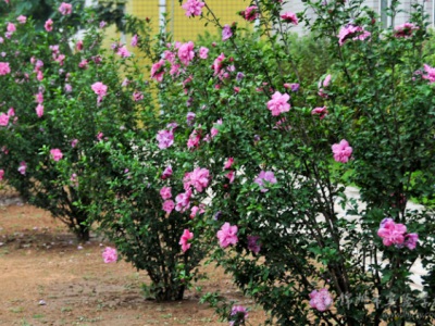 木槿花什么時候種植比較好？