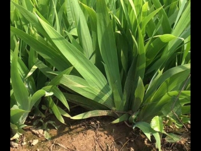 鳶尾是常綠植物嗎？