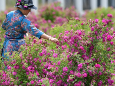 海拔1300米適合種什么花？