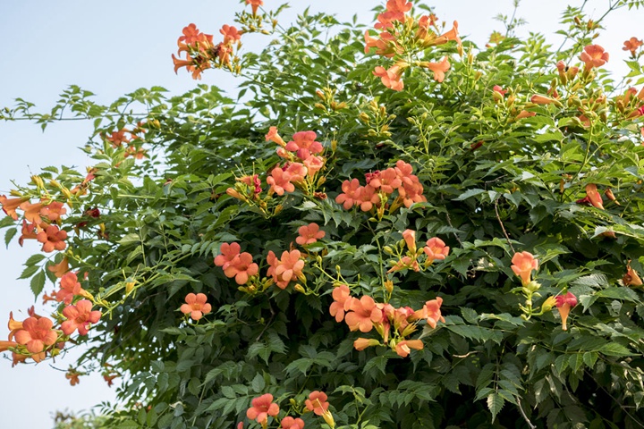 凌霄花怕熱嗎