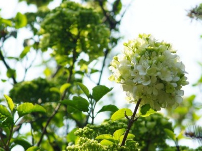 繡球花幾月種植好？