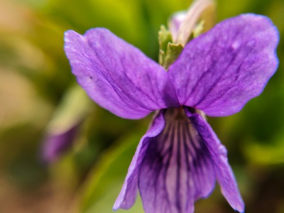 紫花地丁種子什么時(shí)候播種最好？