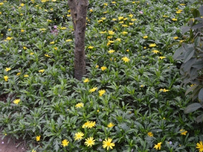 串葉松香草種植方法？