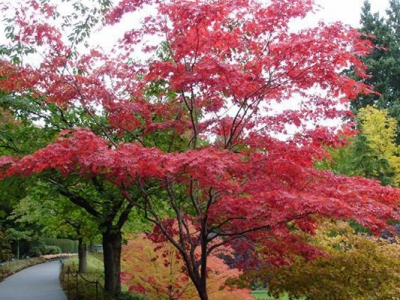 日本紅楓幾月移栽？