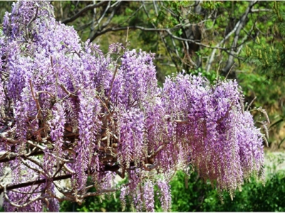 紫藤花幾月份有種子？