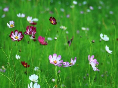 格桑花種家里風(fēng)水好嗎